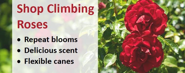 Shop climbing roses